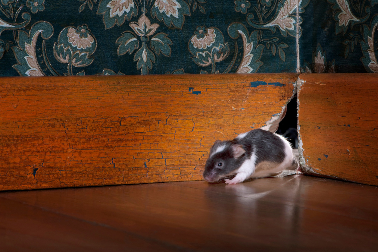How Professional Rodent Feces Cleanup Works — From Inspection to Clearance